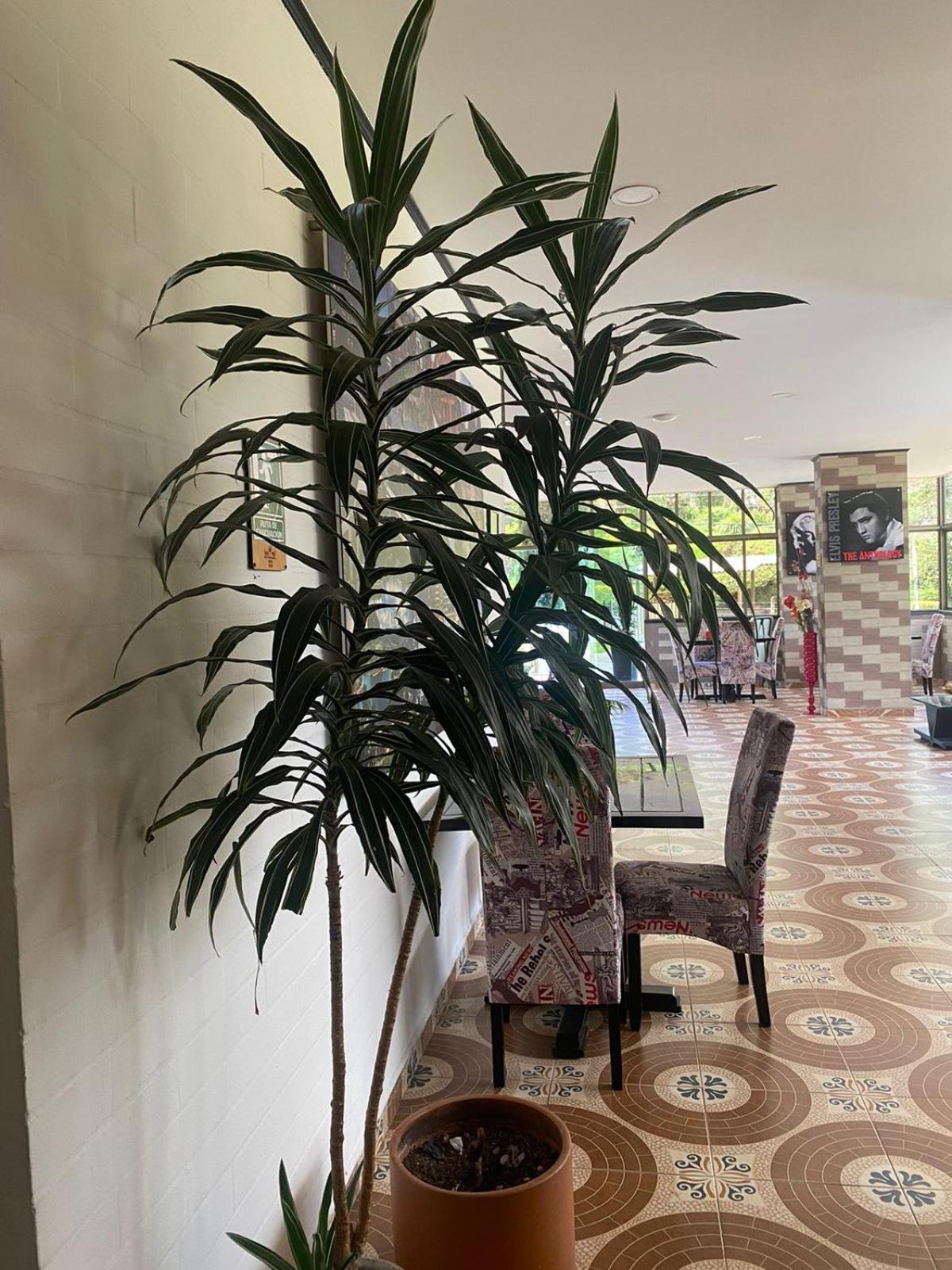 Hollywood Paradise Hotel Rionegro Ngoại thất bức ảnh